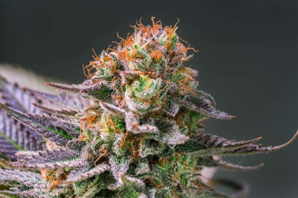 cannabis-terpenes-bud