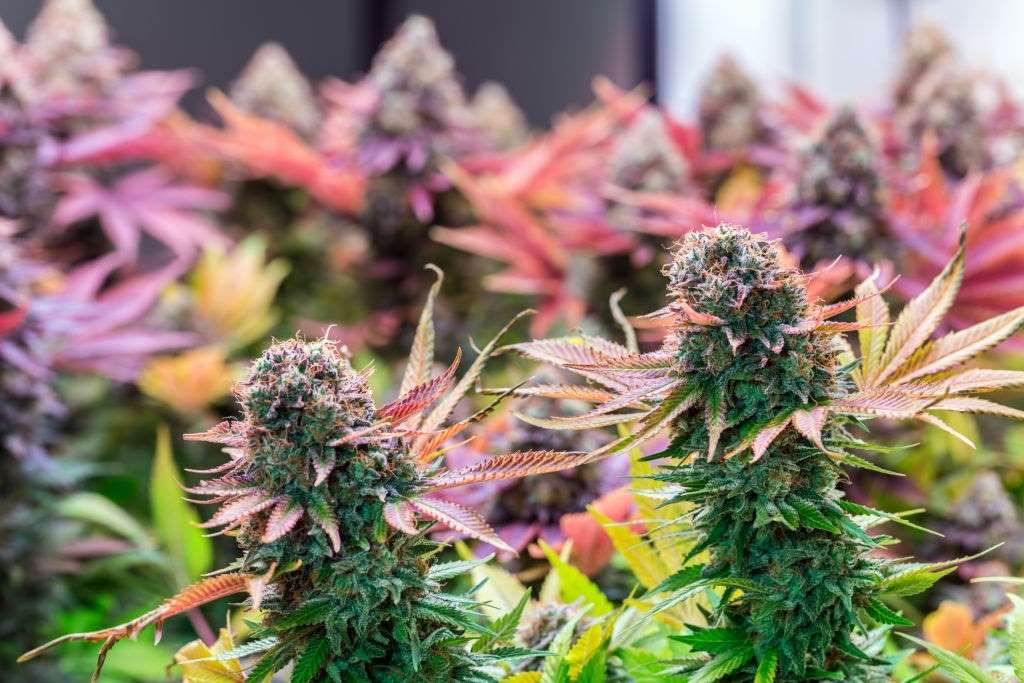 cannabis-terpenes-flowers