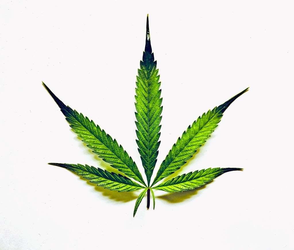 marijuana leaf