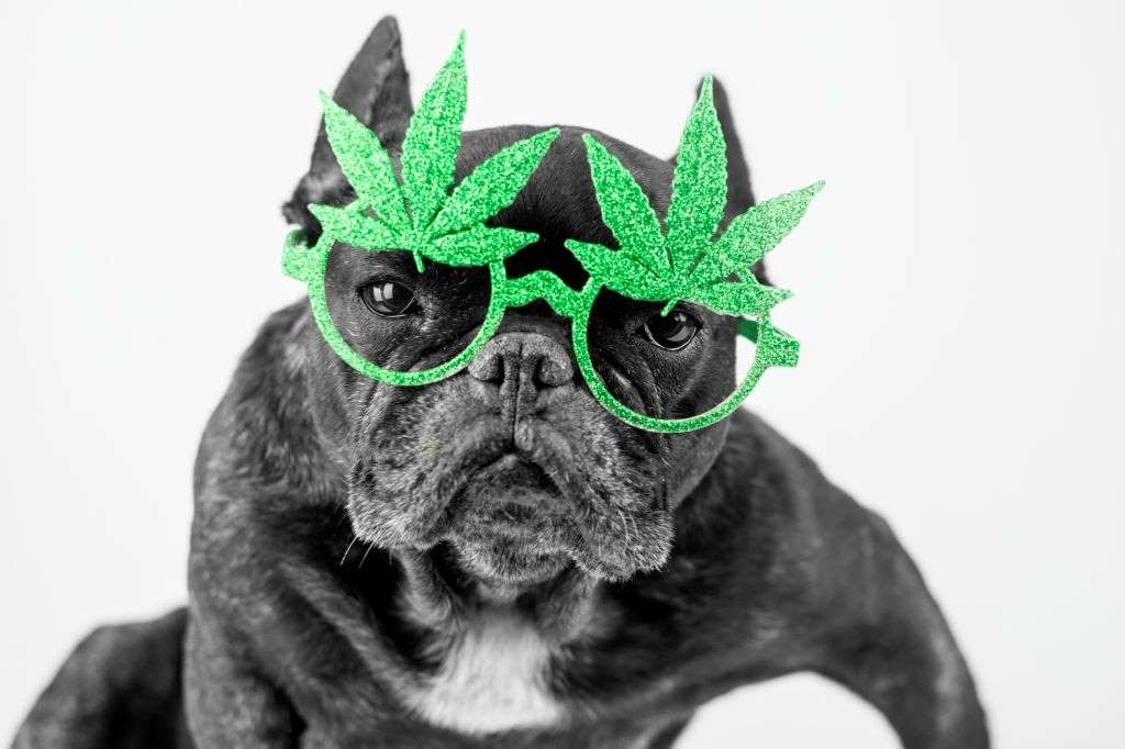 benefits of cbd for pets