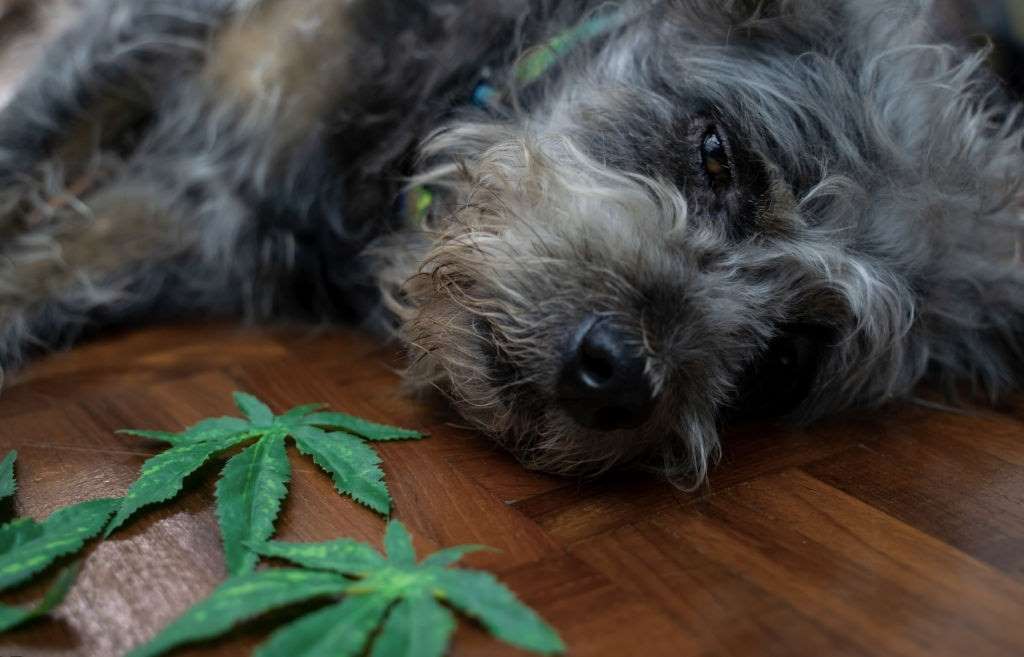 cbd-for-dogs