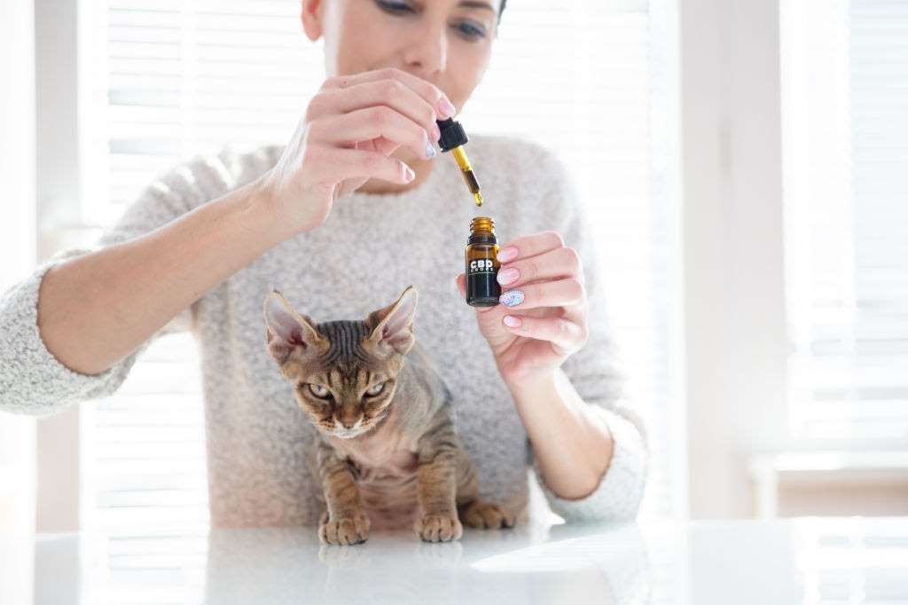 cbd-for-pets