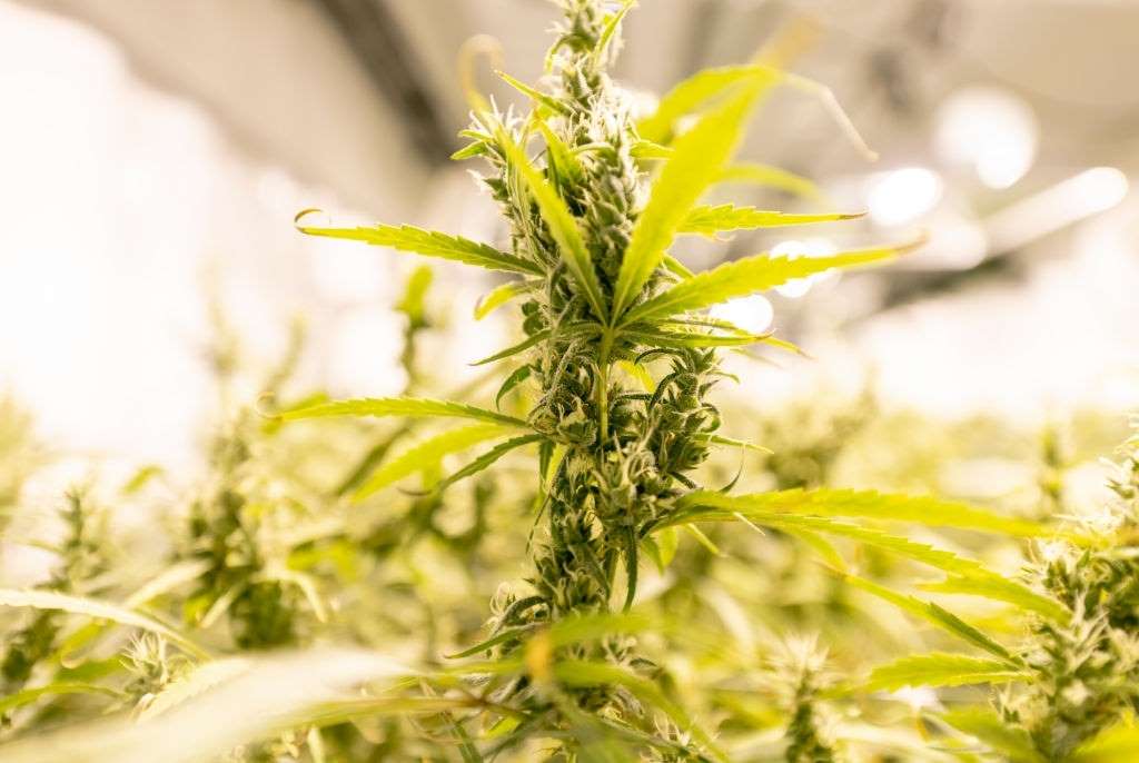colorado-weed-legal