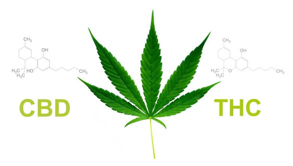 CBD-tolerance-CBD-dependence