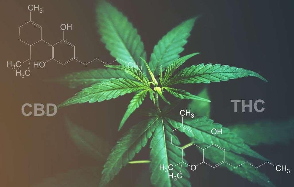 CBD-vs-THC