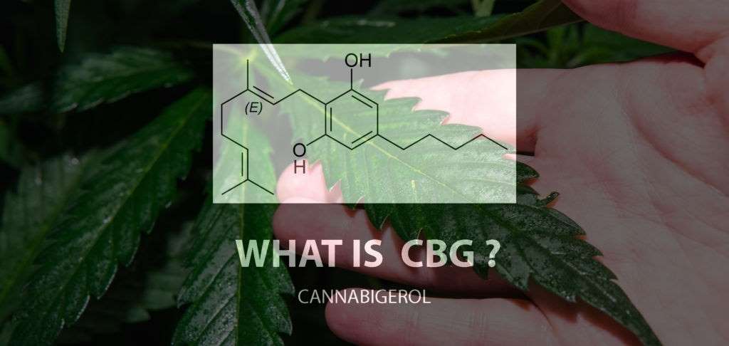 What-is-cannabigerol