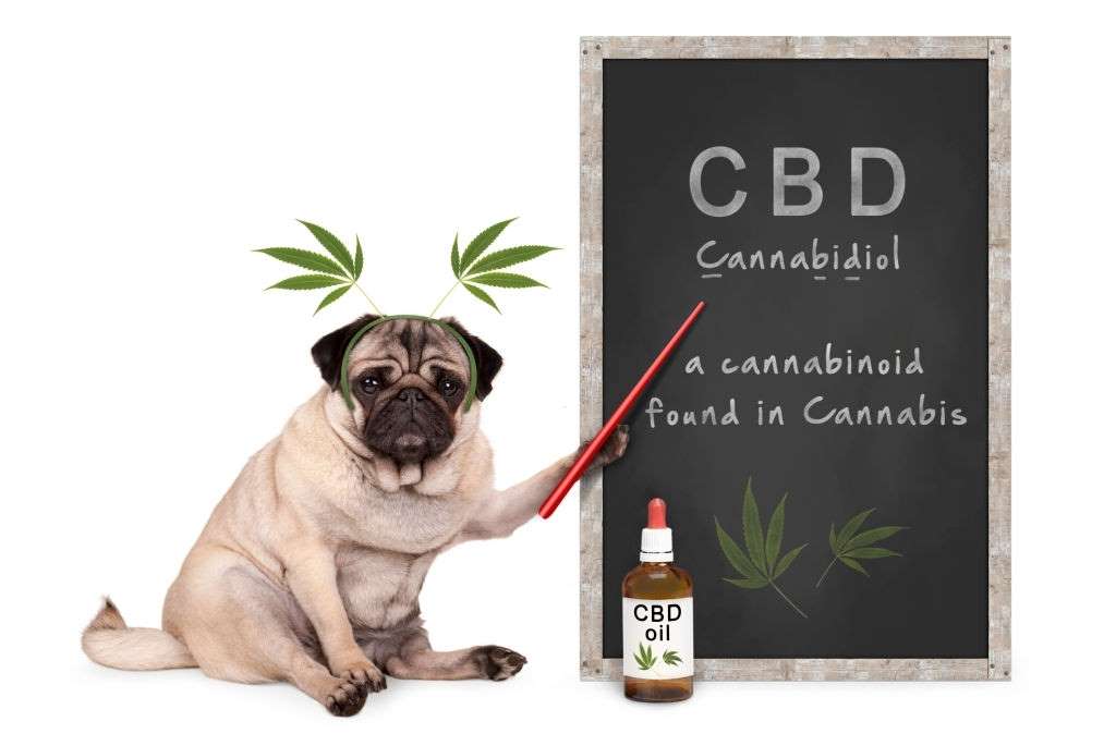 can-a-dog-overdose-on-CBD-oil